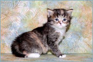 Female Siberian Kitten from Deedlebug Siberians